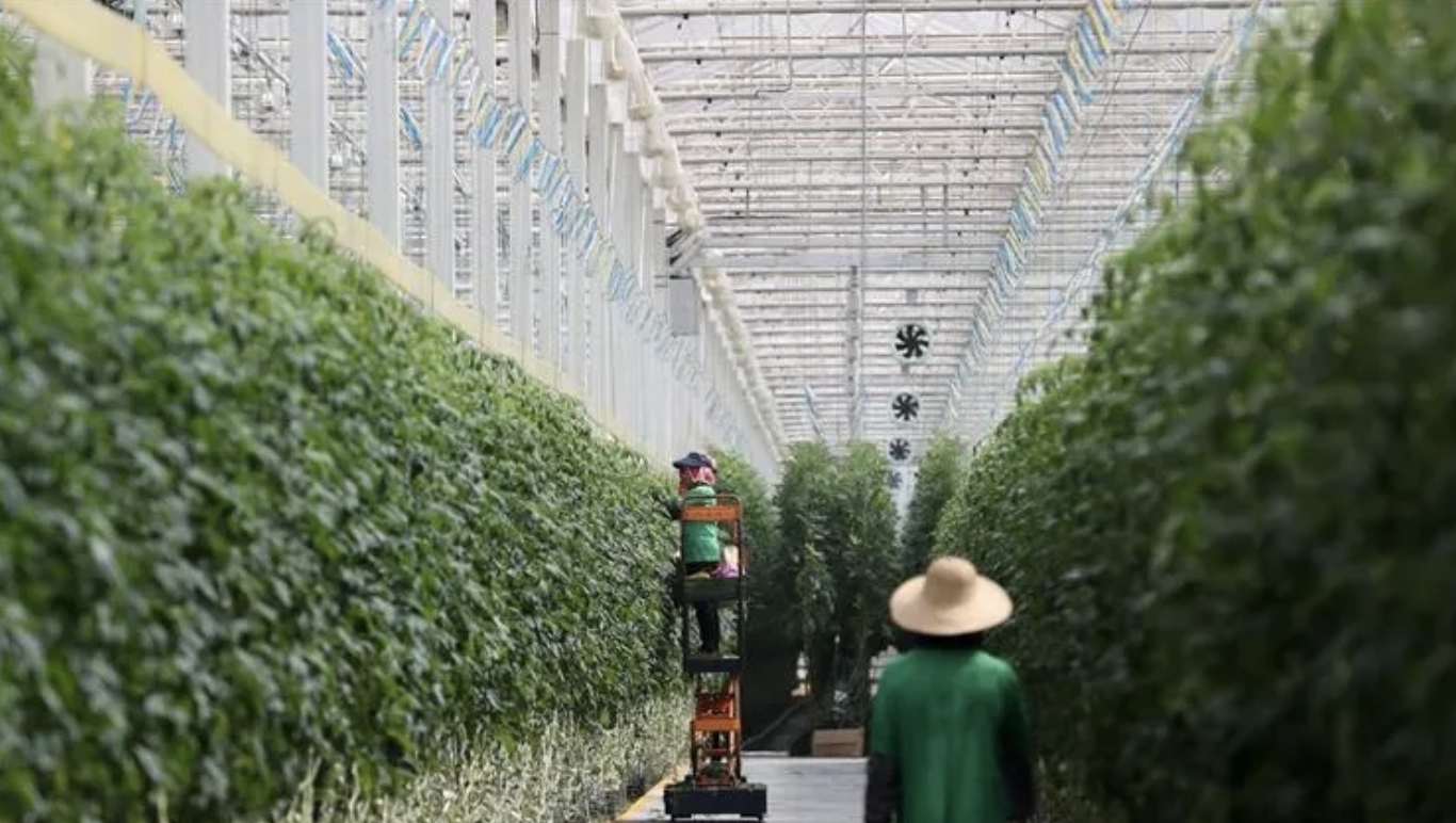 竹香米業：産品溯源保品質，智慧農業推動地方特産“出圈”