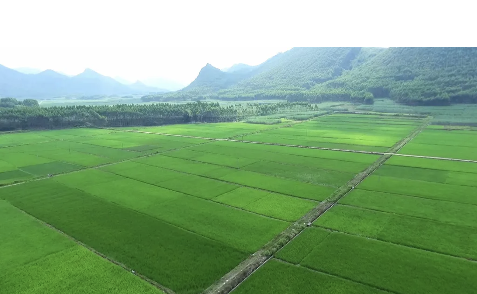 【卓樸洞察】如(rú)何建設農産品區域公用品牌？