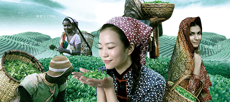 中國(guó)茶葉--我的世界茶園